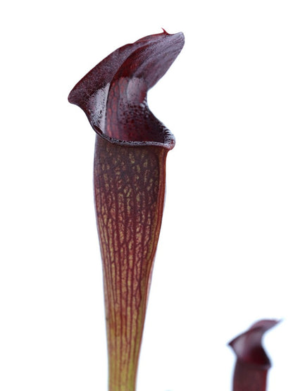 A60 MK Sarracenia alata var. nigropurpurea, black tube