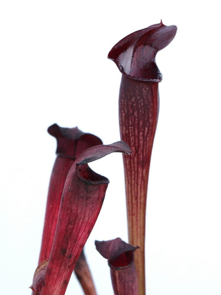 A60 MK Sarracenia alata var. nigropurpurea, black tube