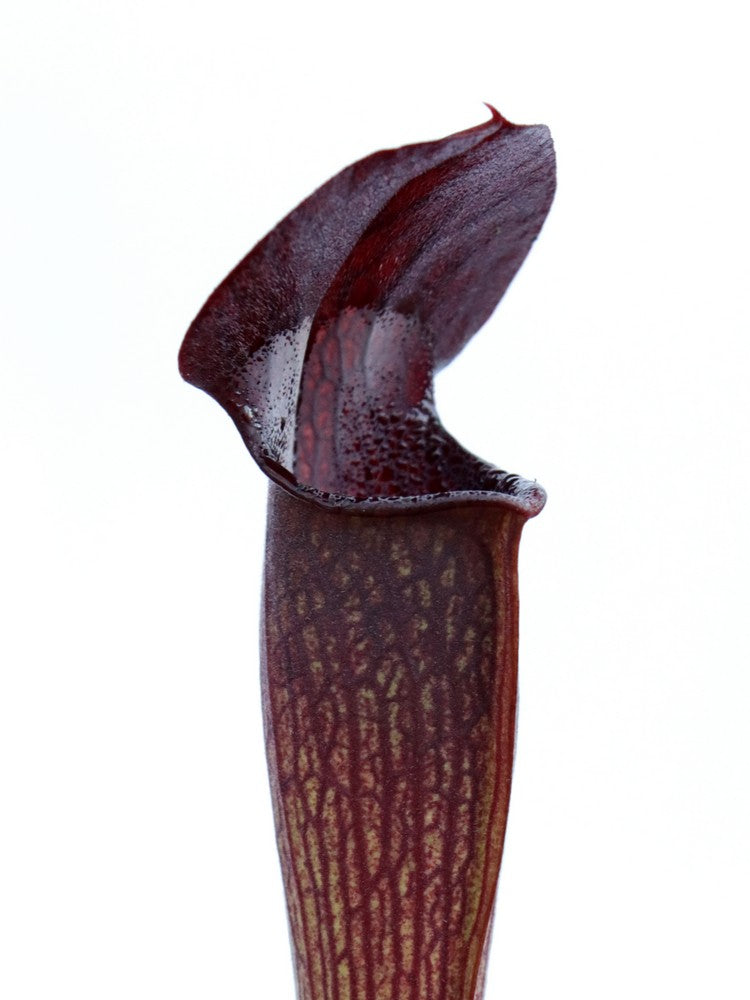 A60 MK Sarracenia alata var. nigropurpurea, black tube