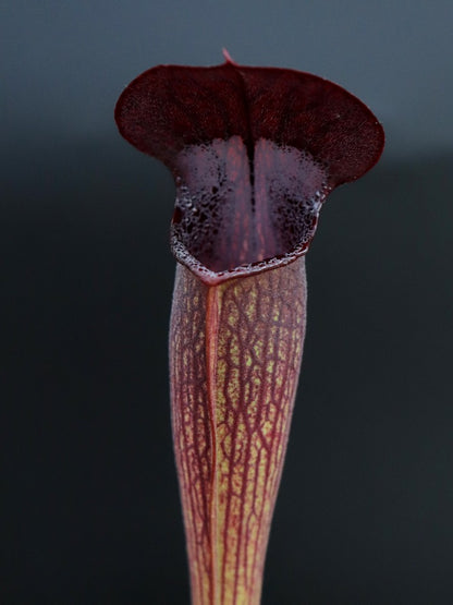 A60 MK Sarracenia alata var. nigropurpurea, black tube