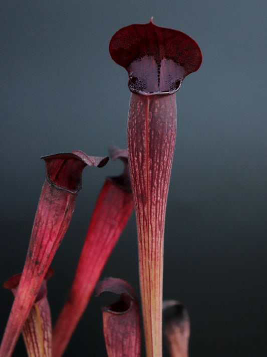 A60 MK Sarracenia alata var. nigropurpurea, black tube