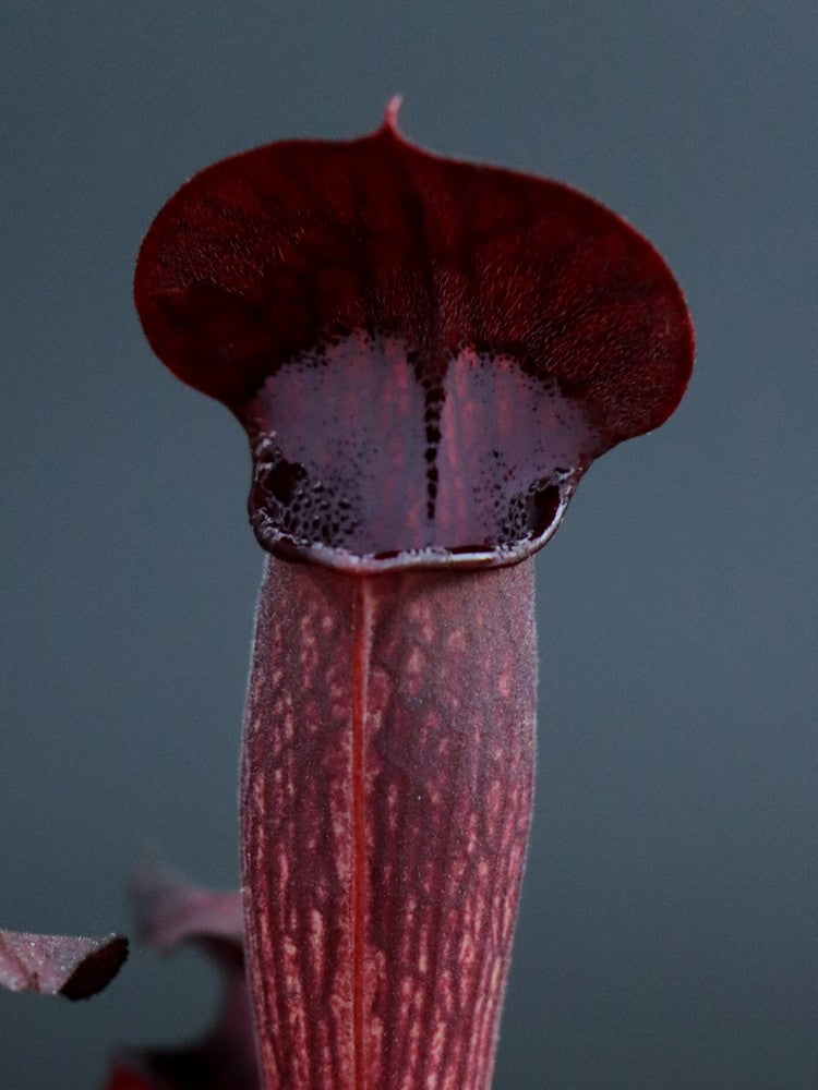 A60 MK Sarracenia alata var. nigropurpurea, black tube