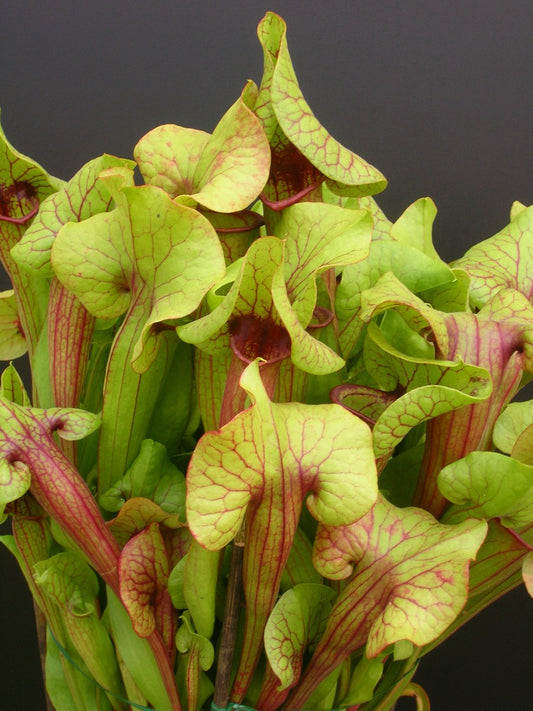 Sarracenia "Catesbaei"