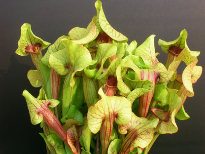 Sarracenia "Catesbaei"