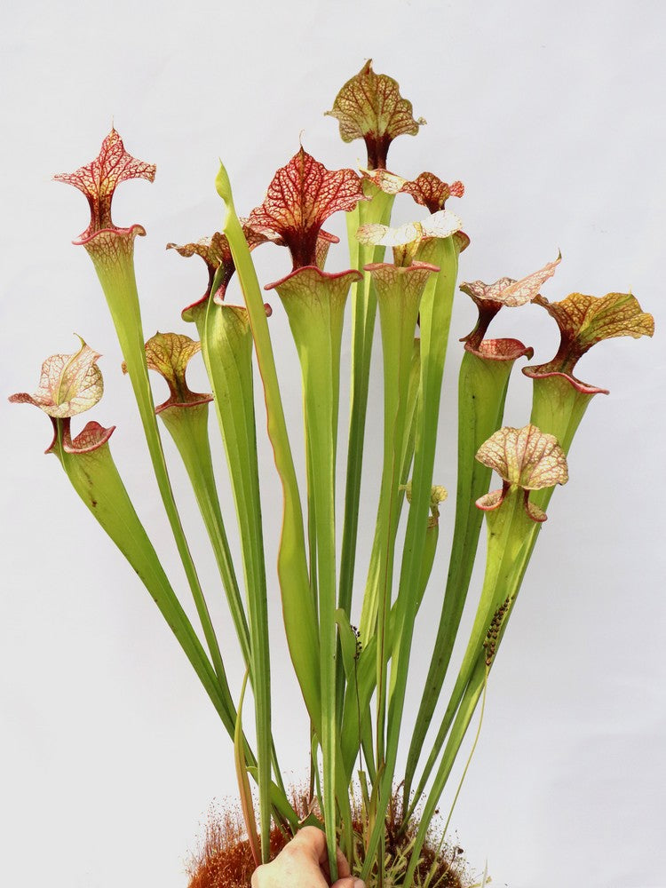 Sarracenia 'Adrian Slack'  H113 MK