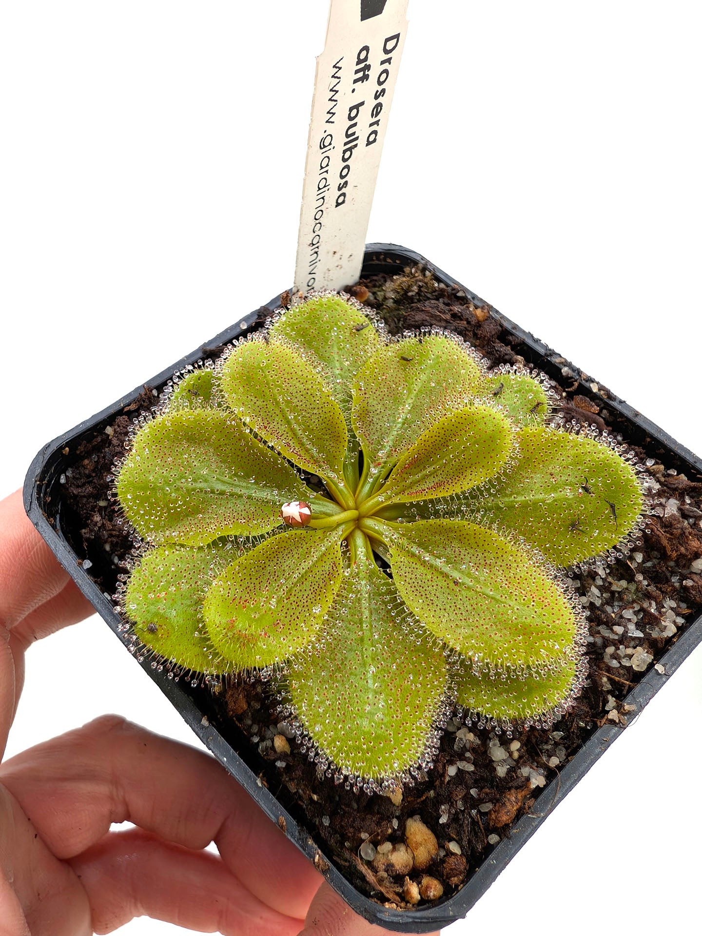 Drosera aff. bulbosa