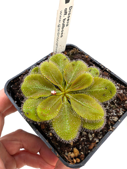 Drosera aff. bulbosa