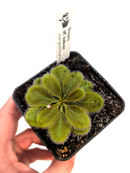Drosera aff. bulbosa