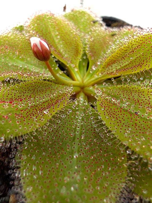 Drosera aff. bulbosa