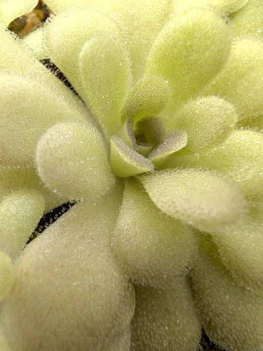 Pinguicula agnata x cyclosecta