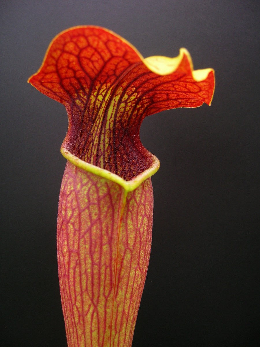 AL09 RVL Sarracenia alata var. atrorubra, red tube, very tall, Stone Co.