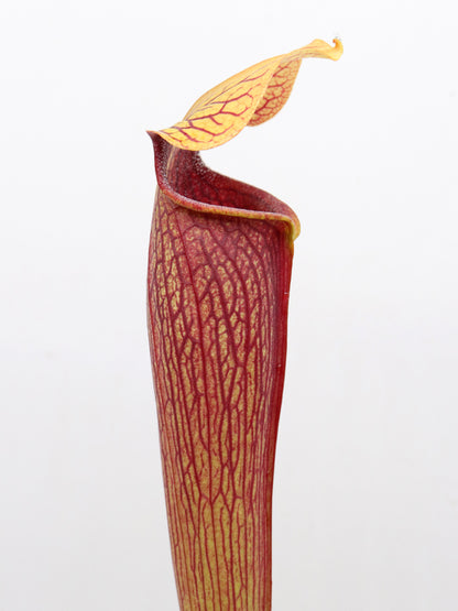 AL09 RVL Sarracenia alata var. atrorubra, red tube, very tall, Stone Co.