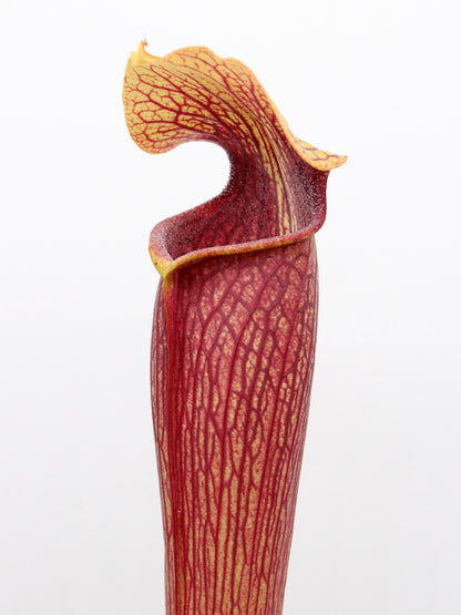 AL09 RVL Sarracenia alata var. atrorubra, red tube, very tall, Stone Co.