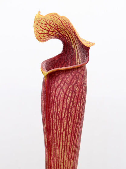 A46 MK Sarracenia alata var. atrorubra, Stone Co,MS