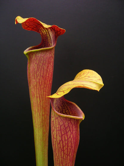 AL09 RVL Sarracenia alata var. atrorubra, red tube, very tall, Stone Co.