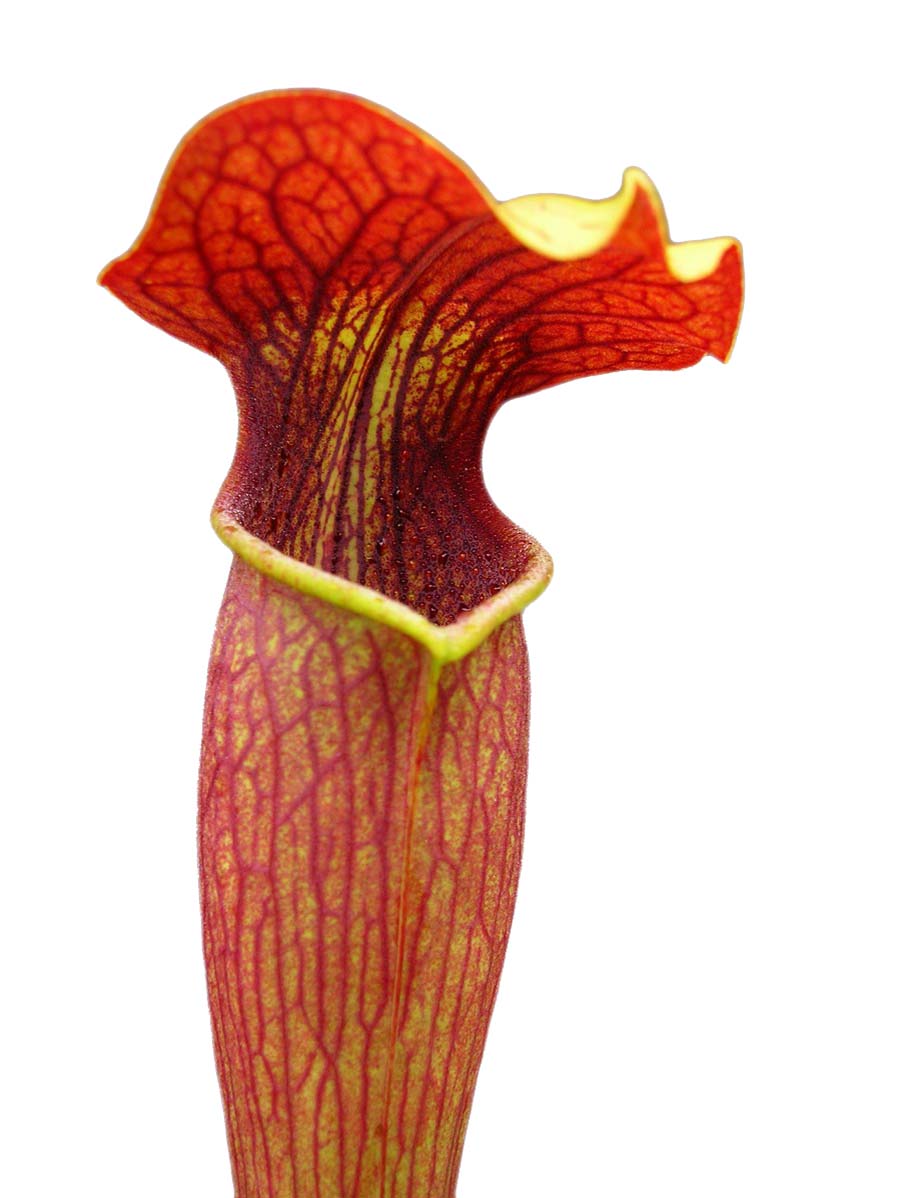 AL09 RVL Sarracenia alata var. atrorubra, red tube, very tall, Stone Co.