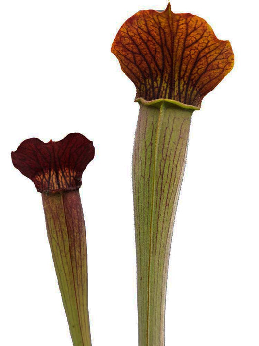 A20 MK Sarracenia alata var. rubrioperculata  Stone County, MS W