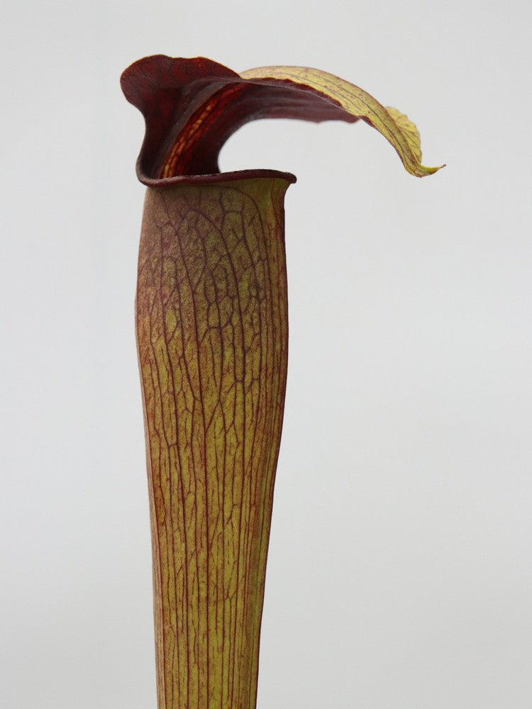 Sarracenia alata "Giant" red throat