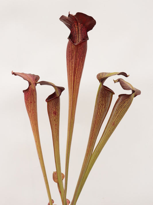 Sarracenia alata var. nigropurpurea  C.Klein