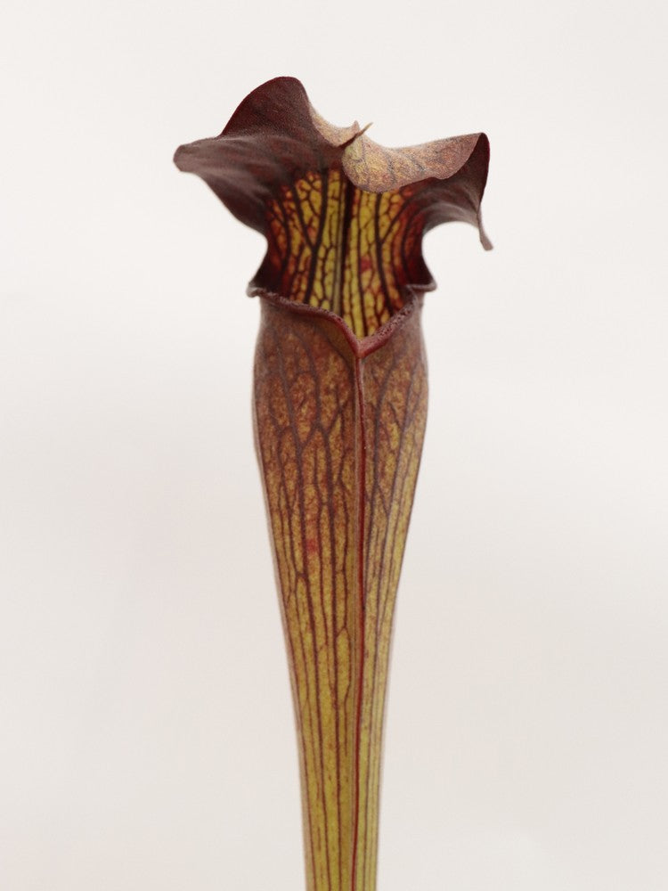 Sarracenia alata var. nigropurpurea  C.Klein