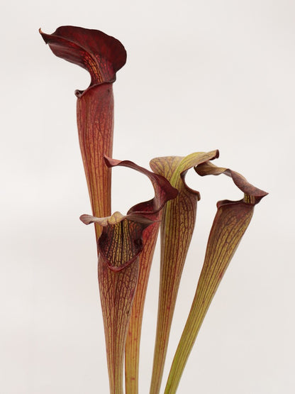 Sarracenia alata var. nigropurpurea  C.Klein