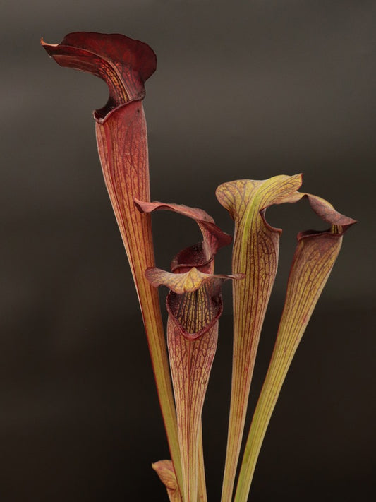 Sarracenia alata var. nigropurpurea C.Klein