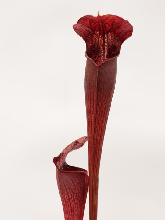 FRISCHE SAMEN von SARRACENIA ALATA VAR. NIGROPURPUREA