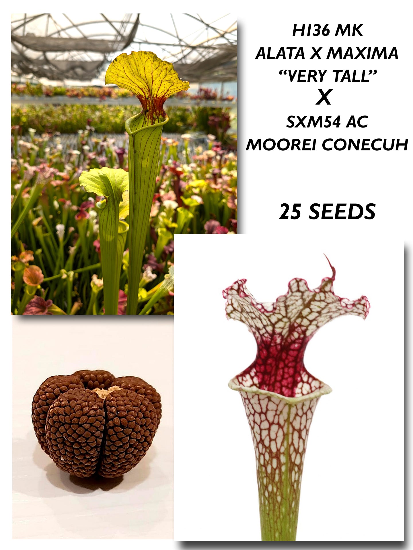 SARRACENIA ALATA X MAXIMA "VERY TALL" H136 MK X SXM54 AC MOOREI CONECUH