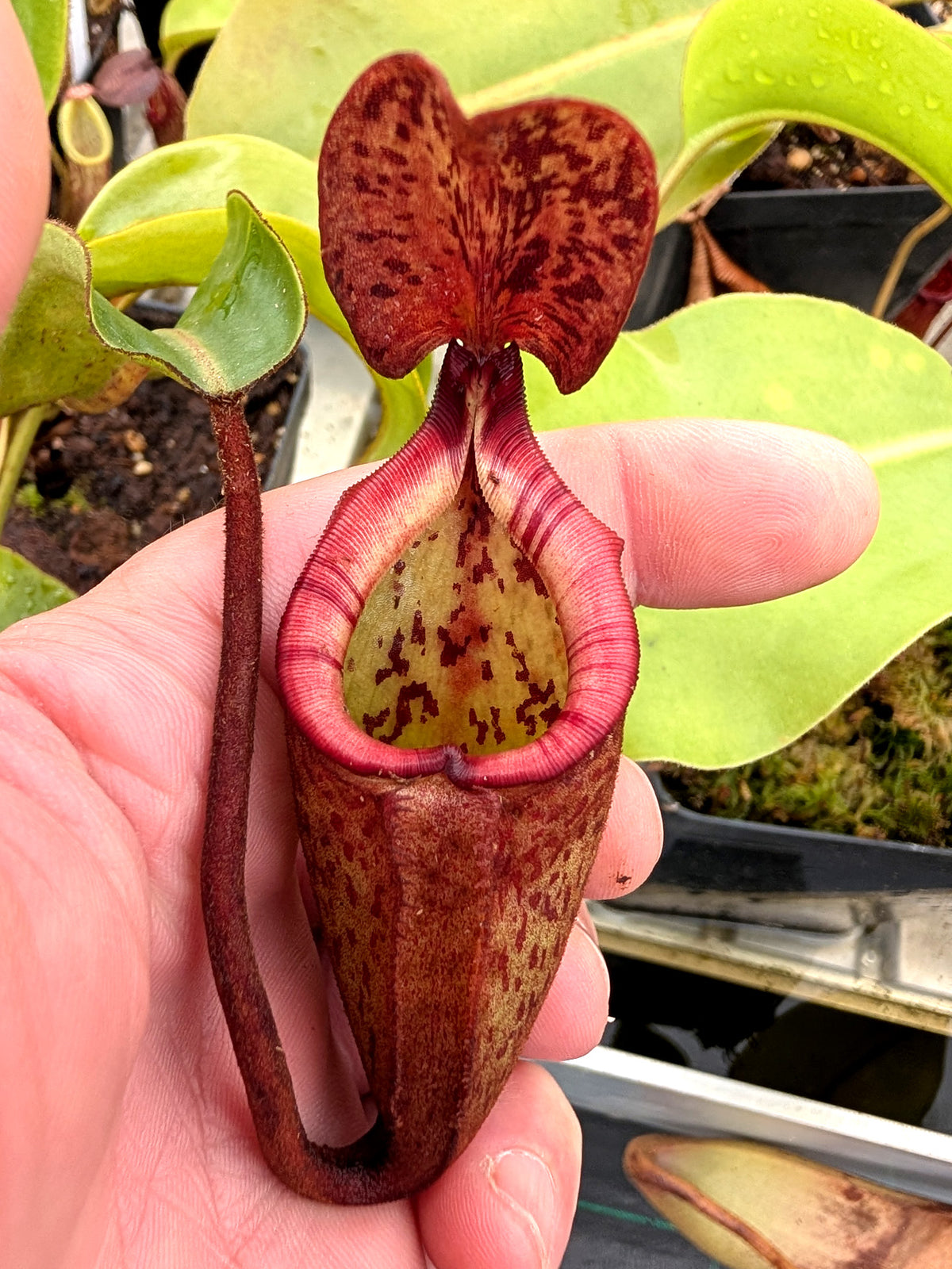 Nepenthes 'Alisaputrana'   BE-4657 New Clone