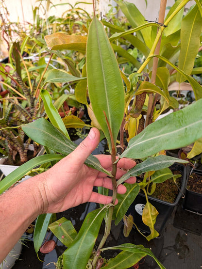 AUKTION 2: Nepenthes ampullaria 'Black Miracle' große Größe