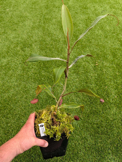 AUKTION 2: Nepenthes ampullaria 'Black Miracle' große Größe