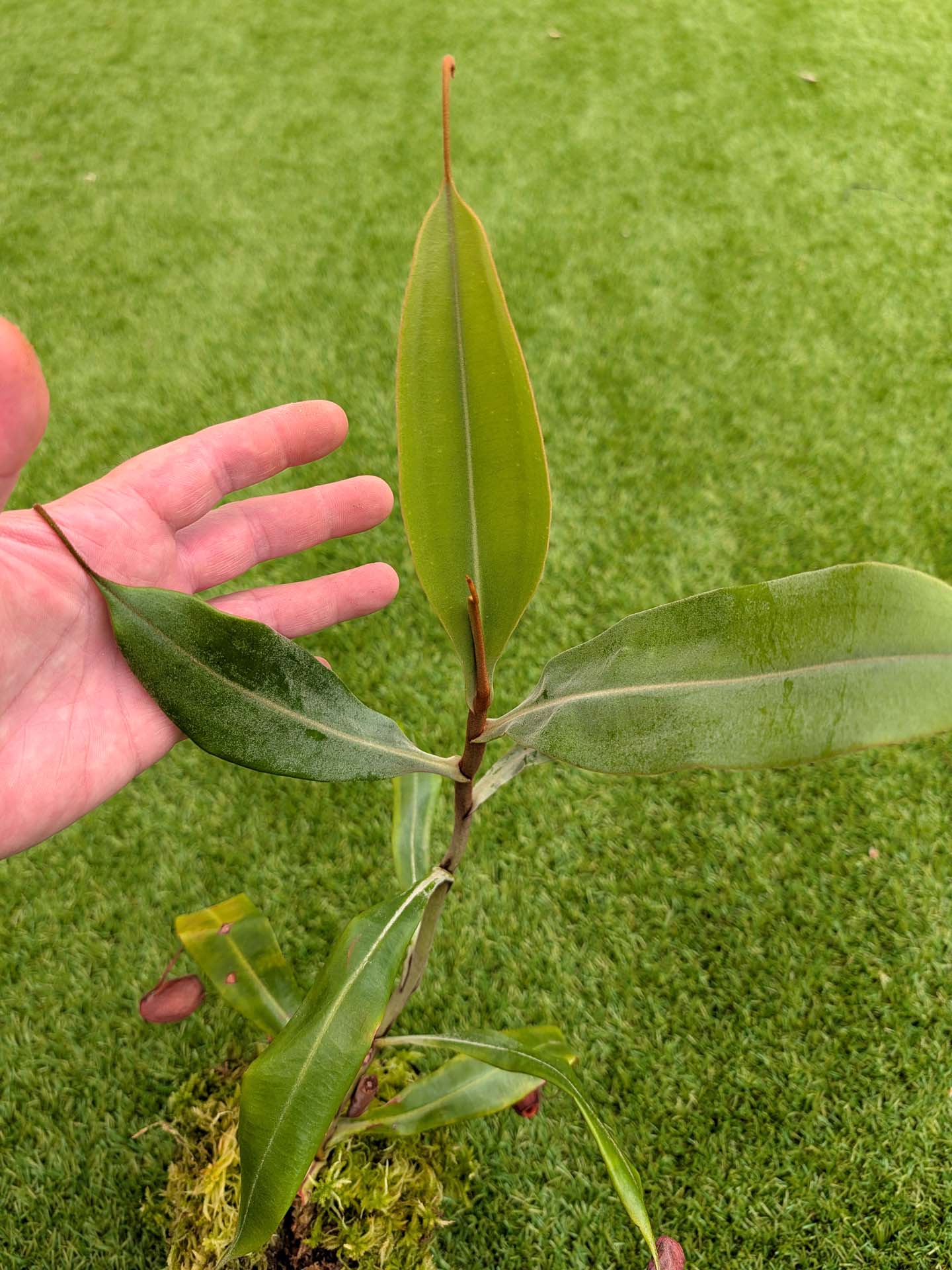 AUKTION 2: Nepenthes ampullaria 'Black Miracle' große Größe