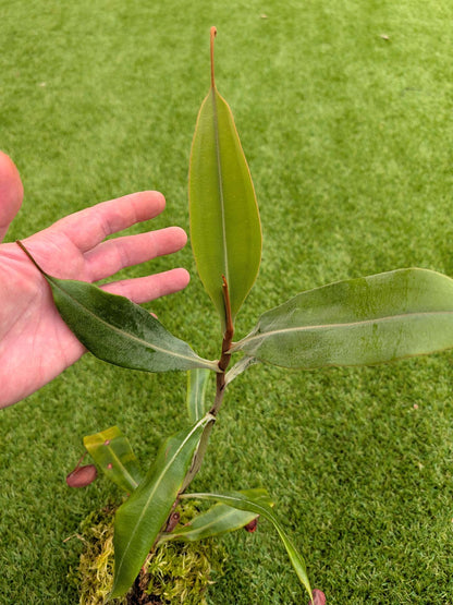 AUKTION 2: Nepenthes ampullaria 'Black Miracle' große Größe