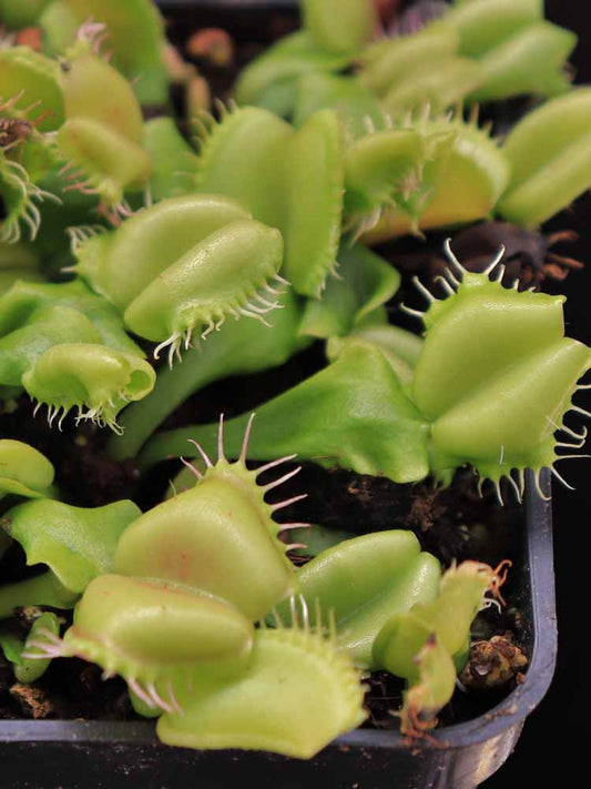Dionaea muscipula Angelwings