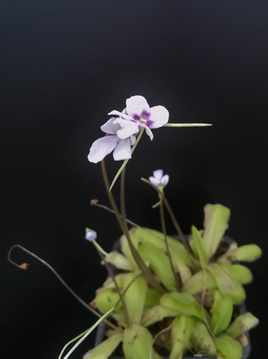 Pinguicula spec. ANPA A in der Nähe von Eloxochitlan, Hidalgo