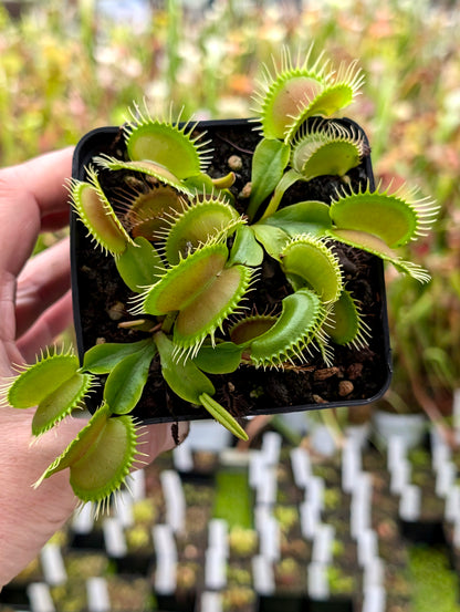 Dionaea muscipula  Antonov 225
