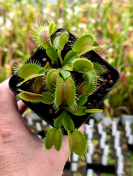 Dionaea muscipula „Antonov 225“