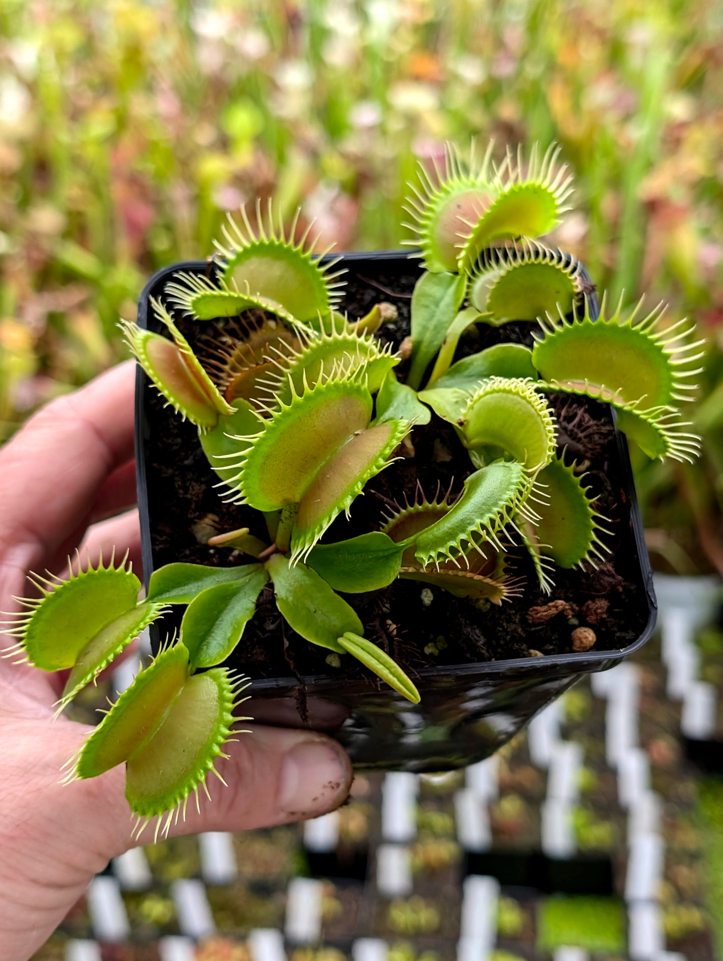 Dionaea muscipula  Antonov 225