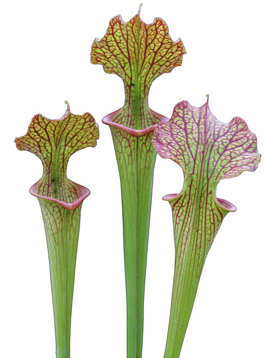 S.x Areolata (Righetti)