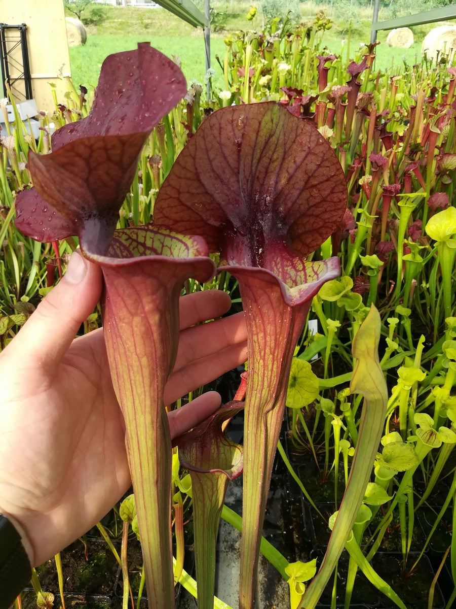 Sarracenia "Asbo"