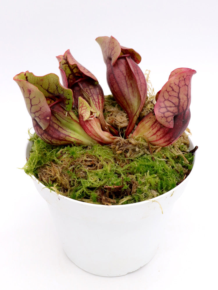 PV3 GC  Sarracenia purpurea ssp. venosa var. montana "Red"