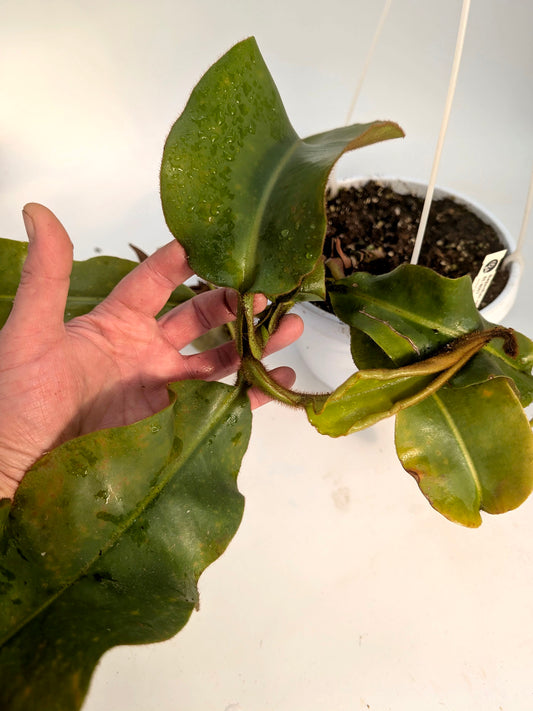 AUCTION 5: Nepenthes veitchii "Bario RED" Highland BE-4097 XL SIZE