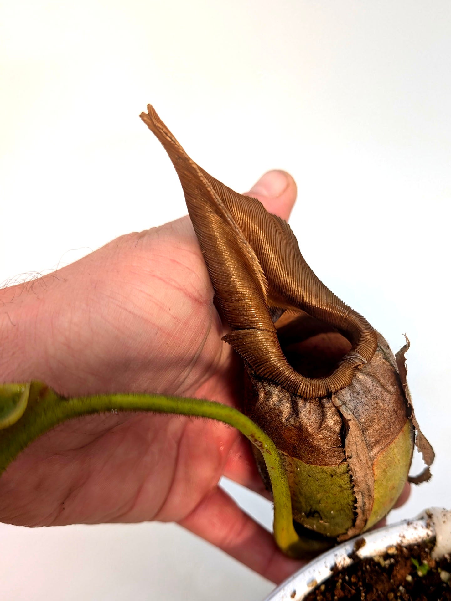 AUCTION 5: Nepenthes veitchii "Bario RED" Highland BE-4097 XL SIZE