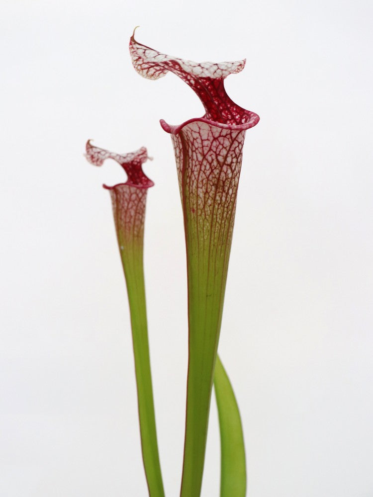Sarracenia ' Atlas 5 '
