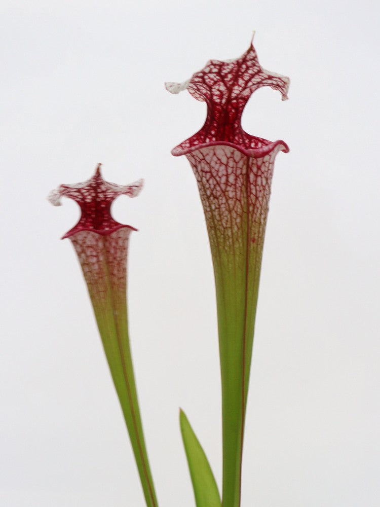 Sarracenia ' Atlas 5 '