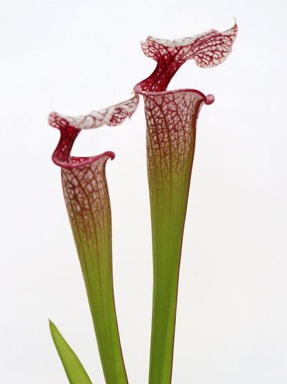 Sarracenia ' Atlas 5 '