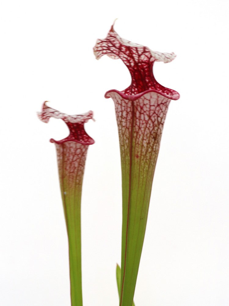 Sarracenia ' Atlas 5 '