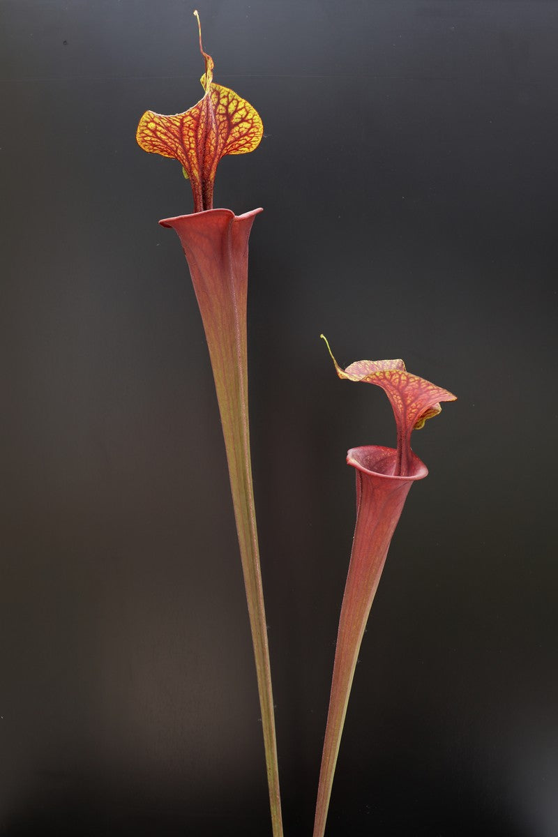 Sarracenia flava var. atropurpurea F174 MK Marston Exotics