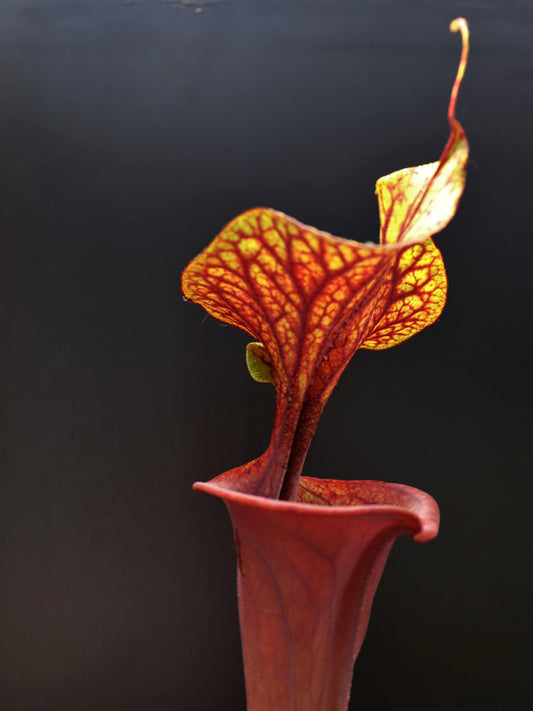 Sarracenia flava var. atropurpurea F174 MK Marston Exotics