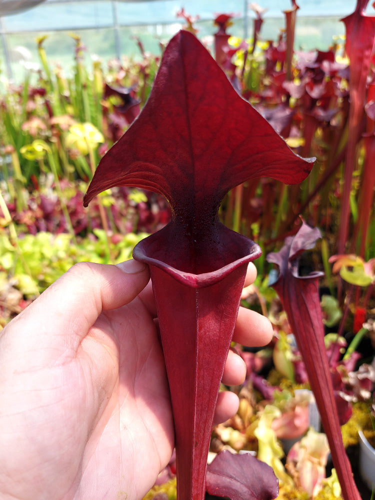F1 GC Sarracenia flava var. atropurpurea „Black Velvet Mouth“